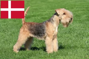 Read more about the article Hodowcy i szczenięta Lakeland terrier w Dania