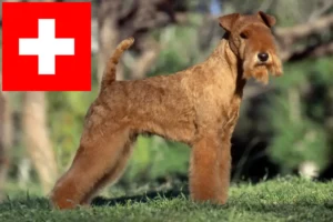 Read more about the article Hodowcy i szczenięta Lakeland terrier w Szwajcaria