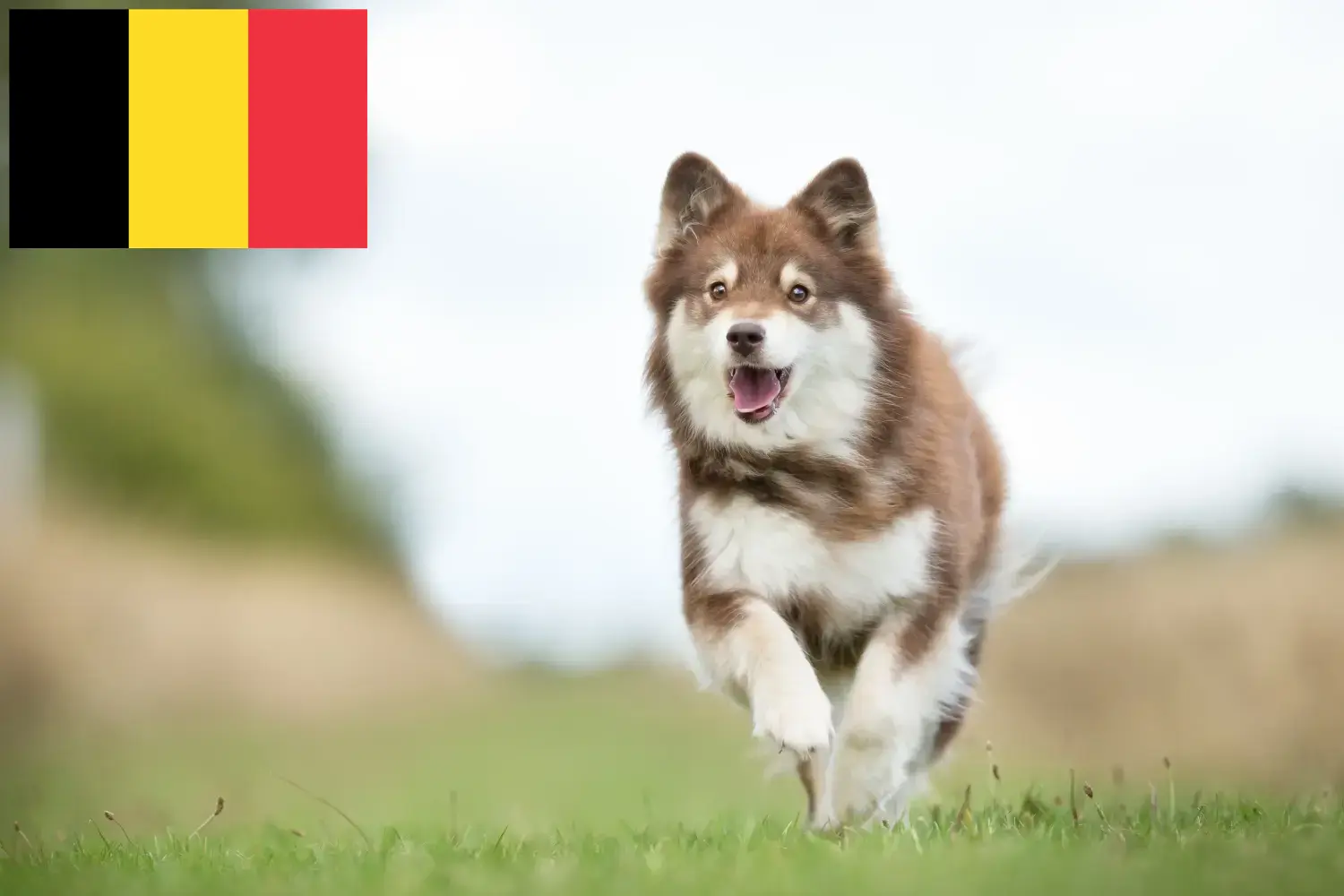 Read more about the article Hodowcy i szczenięta Lapphund fiński w Belgia