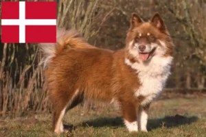 Read more about the article Hodowcy i szczenięta lapphund fiński w Dania