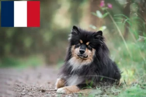 Read more about the article Hodowcy i szczenięta Lapphund fiński w Francja