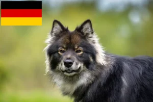 Read more about the article Hodowcy i szczenięta Lapphund fiński w Niemcy