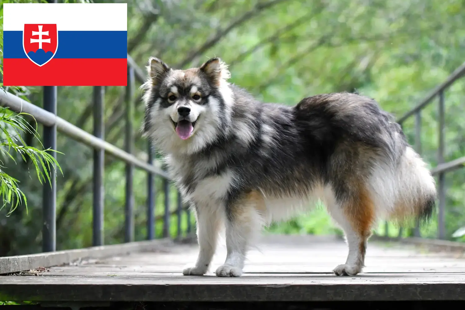 Read more about the article Hodowcy i szczenięta Lapphund fiński w Słowacja