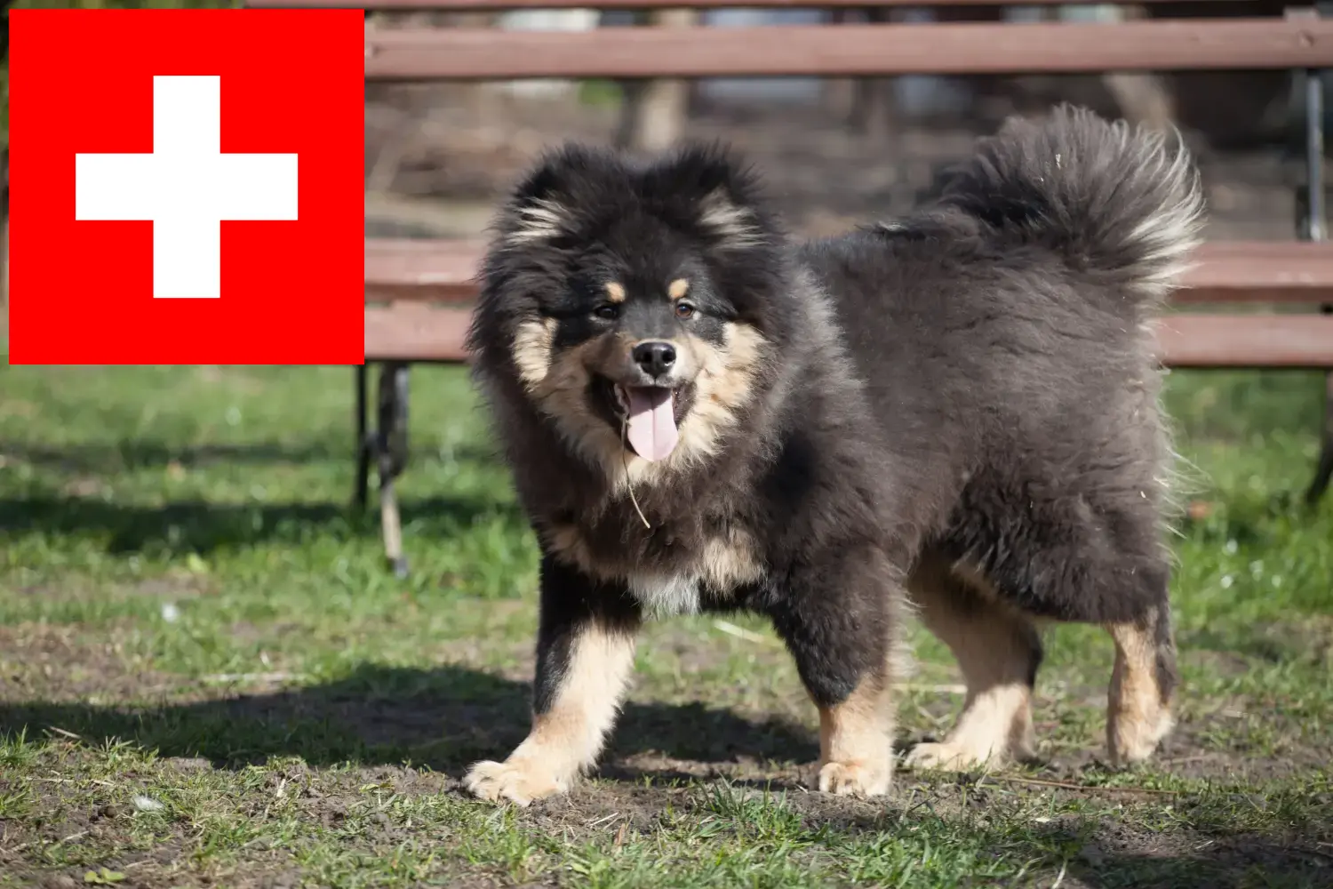 Read more about the article Hodowcy i szczenięta Lapphund fiński w Szwajcaria