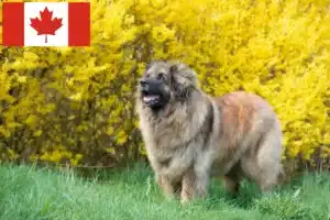 Read more about the article Hodowcy i szczenięta Leonberger w Kanada