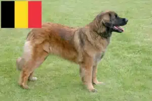 Read more about the article Hodowcy i szczenięta Leonberger w Belgia