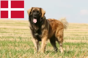 Read more about the article Hodowcy i szczenięta Leonberger w Dania