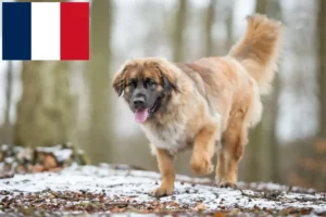 Read more about the article Hodowcy i szczenięta Leonberger w Francja