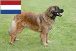 Read more about the article Hodowcy i szczenięta Leonberger w Holandia