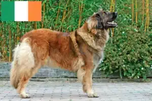 Read more about the article Hodowcy i szczenięta Leonberger w Irlandia