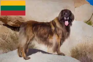 Read more about the article Hodowcy i szczenięta Leonberger w Litwa