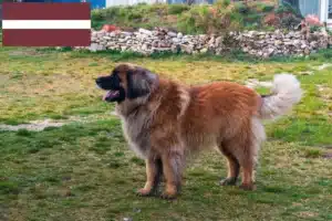 Read more about the article Hodowcy i szczenięta Leonberger w Łotwa