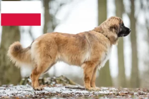 Read more about the article Hodowcy i szczenięta Leonberger w Polska