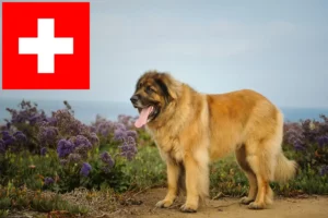 Read more about the article Hodowcy i szczenięta Leonberger w Szwajcaria