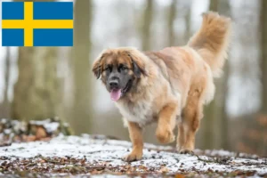 Read more about the article Hodowcy i szczenięta Leonberger w Szwecja