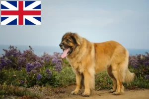 Read more about the article Hodowcy i szczenięta Leonberger w Wielka Brytania