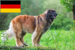 Read more about the article Hodowcy i szczenięta Leonberger w Niemcy