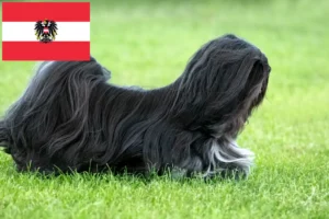 Read more about the article Hodowcy i szczenięta Lhasa apso w Austria