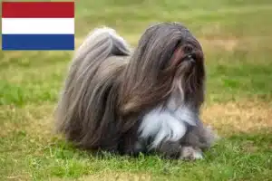 Read more about the article Hodowcy i szczenięta Lhasa apso w Holandia