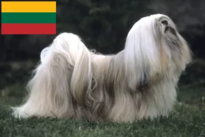 Read more about the article Hodowcy i szczenięta Lhasa apso w Litwa