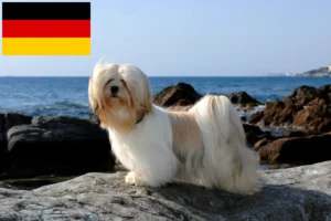 Read more about the article Hodowcy i szczenięta Lhasa apso w Niemcy