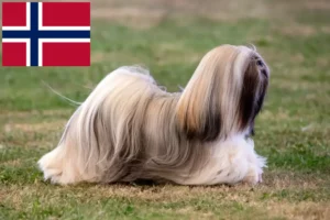 Read more about the article Hodowcy i szczenięta Lhasa apso w Norwegia