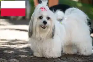 Read more about the article Hodowcy i szczenięta Lhasa apso w Polska