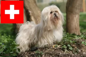 Read more about the article Hodowcy i szczenięta Lhasa apso w Szwajcaria