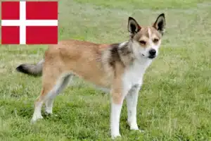 Read more about the article Hodowcy i szczenięta Lundehund norweski w Dania