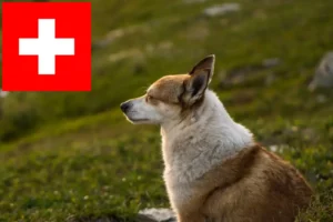 Read more about the article Hodowcy i szczenięta Lundehund norweski w Szwajcaria