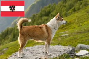 Read more about the article Hodowcy i szczenięta Lundehund norweski w Austria