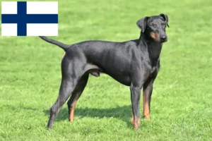 Read more about the article Hodowcy i szczenięta Manchester terrier w Finlandia