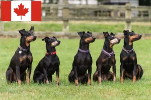 Read more about the article Manchester Terrier Hodowcy i szczenięta w Kanada