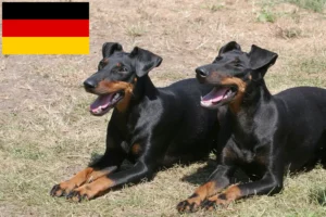 Read more about the article Hodowcy i szczenięta Manchester terrier w Niemcy