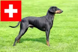 Read more about the article Manchester terrier hodowcy i szczenięta w Szwajcaria