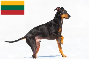 Read more about the article Hodowcy i szczenięta Manchester terrier w Litwa