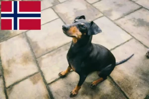 Read more about the article Hodowcy i szczenięta Manchester terrier w Norwegia