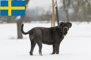 Read more about the article Mastino Napoletano hodowcy i szczenięta w Szwecja