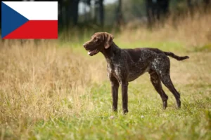 Read more about the article Hodowcy krótkowłosych psów niemieckich i szczenięta w Czechy