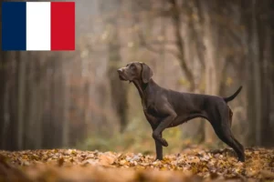 Read more about the article Hodowcy krótkowłosych niemieckich i szczenięta w Francja