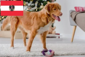 Read more about the article Nowa Szkocja hodowcy rasy Duck Tolling Retriever i szczenięta w Austria