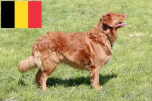 Read more about the article Nowa Szkocja hodowcy rasy Duck Tolling Retriever i szczenięta w Belgia