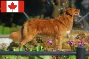 Read more about the article Nowa Szkocja Hodowcy psów rasy Duck Tolling Retriever i szczenięta w Kanada