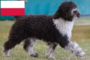 Read more about the article Perro de Agua Español hodowcy i szczenięta w Polska