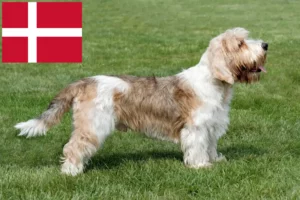 Read more about the article Petit Basset Griffon Vendéen hodowcy i szczenięta w Dania