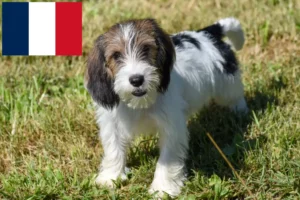 Read more about the article Petit Basset Griffon Vendéen hodowcy i szczenięta w Francja