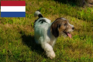 Read more about the article Petit Basset Griffon Vendéen hodowcy i szczenięta w Holandia