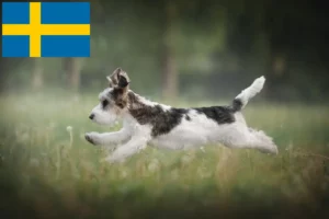 Read more about the article Petit Basset Griffon Vendéen hodowcy i szczenięta w Szwecja