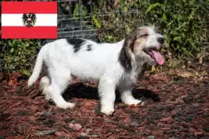 Read more about the article Petit Basset Griffon Vendéen hodowcy i szczenięta w Austria