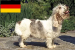 Read more about the article Petit Basset Griffon Vendéen hodowcy i szczenięta w Niemcy